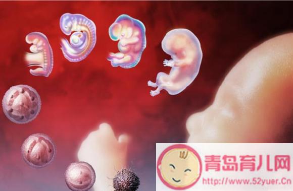 试管婴儿成功与试管代怀-试管婴儿成功与试管代怀的希望与挑战